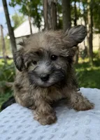 Casper , a male Yorkipoo for sale in Lutts, TN – 5 of 7