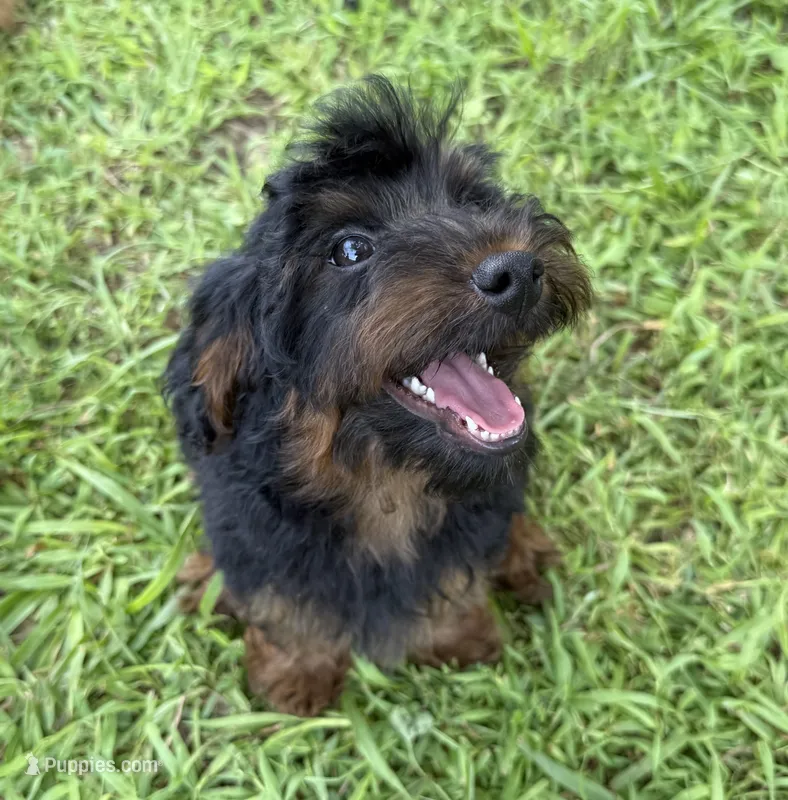 Dominic  – Yorkipoo puppy for sale in Lutts, TN