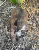 Summer , a female Poodle - Toy  for sale in Lutts, TN – 4 of 5