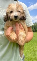 Summer , a female Poodle - Toy  for sale in Lutts, TN – 3 of 5