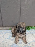 Cupcake , a female Poodle - Toy  for sale in Lutts, TN – 3 of 3