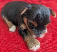Stella , a female Yorkshire Terrier for sale in Lutts, TN – 3 of 7