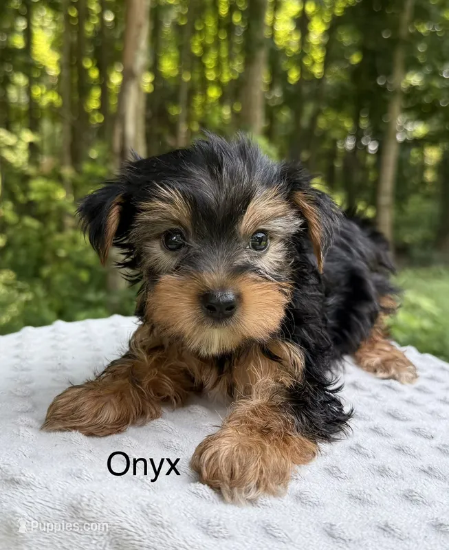 Onyx  – Yorkshire Terrier puppy for sale in Lutts, TN