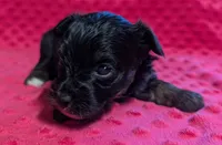 Maisie , a female Yorkipoo for sale in Lutts, TN – 6 of 10