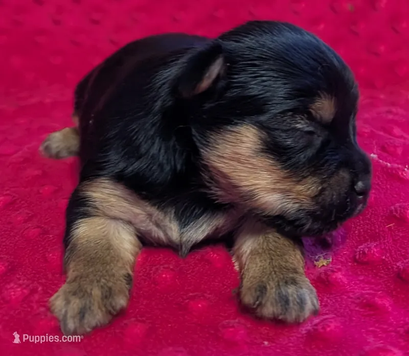 Reese  – Yorkshire Terrier puppy for sale in Lutts, TN