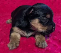 Reese , a female Yorkshire Terrier for sale in Lutts, TN – 1 of 7