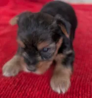 Sapphire , a female Yorkshire Terrier for sale in Lutts, TN – 2 of 5