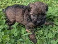 Molly, a female Yorkipoo for sale in Lutts, TN – 5 of 9