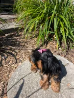 Nova, a female Yorkshire Terrier for sale in Lutts, TN – 8 of 10