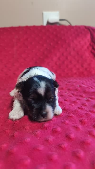Rolo , a male Yorkshire Terrier for sale in Lutts, TN – 3 of 5