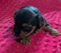 Onyx , a male Yorkshire Terrier for sale in Lutts, TN – 3 of 6