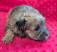 Jasper , a male Yorkipoo for sale in Lutts, TN – 2 of 3