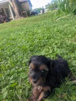 Dobby , a male Yorkshire Terrier for sale in Lutts, TN – 3 of 5