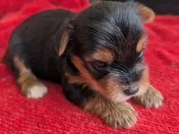 Dia, a female Yorkshire Terrier for sale in Lutts, TN – 8 of 8