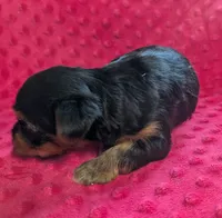 Onyx , a male Yorkshire Terrier for sale in Lutts, TN – 2 of 6