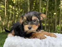 Dia, a female Yorkshire Terrier for sale in Lutts, TN – 3 of 5