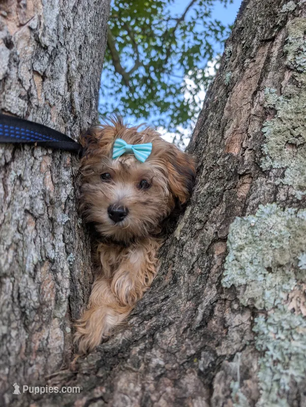 Jasper  – Yorkipoo puppy for sale in Lutts, TN