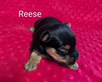 Reese , a female Yorkshire Terrier for sale in Lutts, TN – 3 of 7