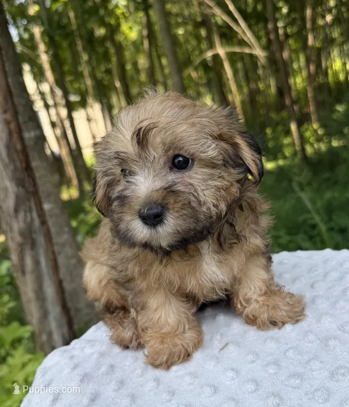 Jasper  – Yorkipoo puppy for sale in Lutts, TN