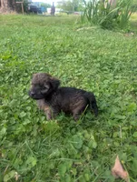 Molly, a female Yorkipoo for sale in Lutts, TN – 8 of 9