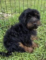 Dominic , a male Yorkipoo for sale in Lutts, TN – 7 of 10
