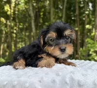 Nova, a female Yorkshire Terrier for sale in Lutts, TN – 8 of 9