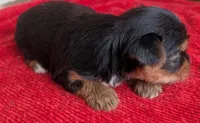 Dia, a female Yorkshire Terrier for sale in Lutts, TN – 3 of 8