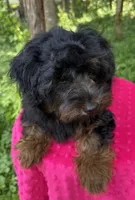 Dominic , a male Yorkipoo for sale in Lutts, TN – 3 of 10