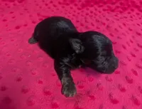 Ava, a female Yorkipoo for sale in Lutts, TN – 5 of 6