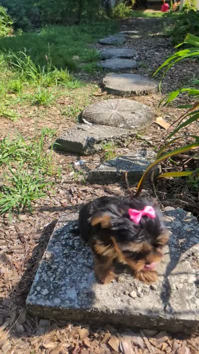 Nova, a female Yorkshire Terrier for sale in Lutts, TN – 7 of 10