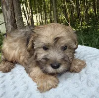 Jasper , a male Yorkipoo for sale in Lutts, TN – 4 of 4
