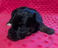 Maisie , a female Yorkipoo for sale in Lutts, TN – 8 of 10