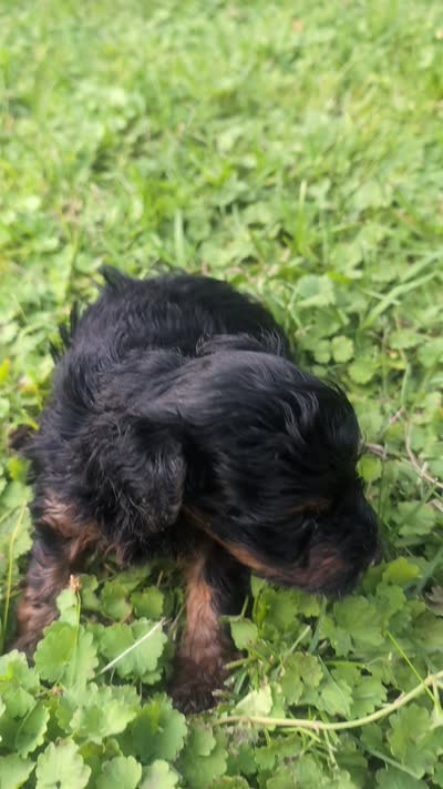 Dominic , a male Yorkshire Terrier for sale in Lutts, TN – 5 of 5