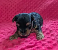 Onyx , a male Yorkshire Terrier for sale in Lutts, TN – 1 of 6