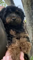 Dominic , a male Yorkipoo for sale in Lutts, TN – 2 of 10