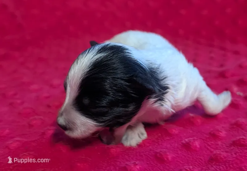 Toby  – Yorkipoo puppy for sale in Lutts, TN