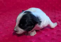 Toby , a male Yorkipoo for sale in Lutts, TN – 1 of 3