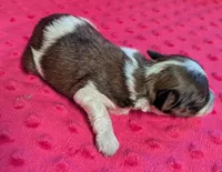 Bentley , a male Yorkipoo for sale in Lutts, TN – 2 of 5