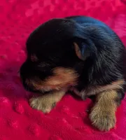 Reese , a female Yorkshire Terrier for sale in Lutts, TN – 4 of 7