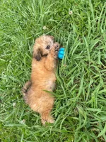 Summer , a female Poodle - Toy  for sale in Lutts, TN – 4 of 5