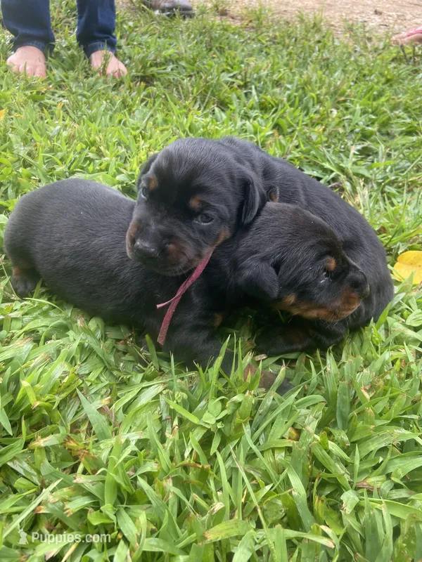 AKC full European  puppy – Doberman Pinscher puppy for sale in Lutts, TN