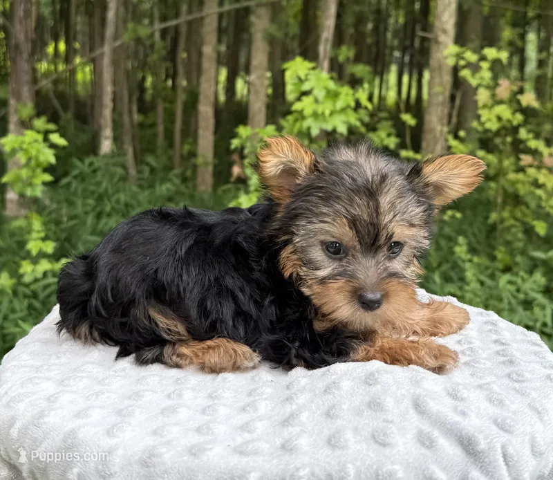 Sapphire  – Yorkshire Terrier puppy for sale in Lutts, TN