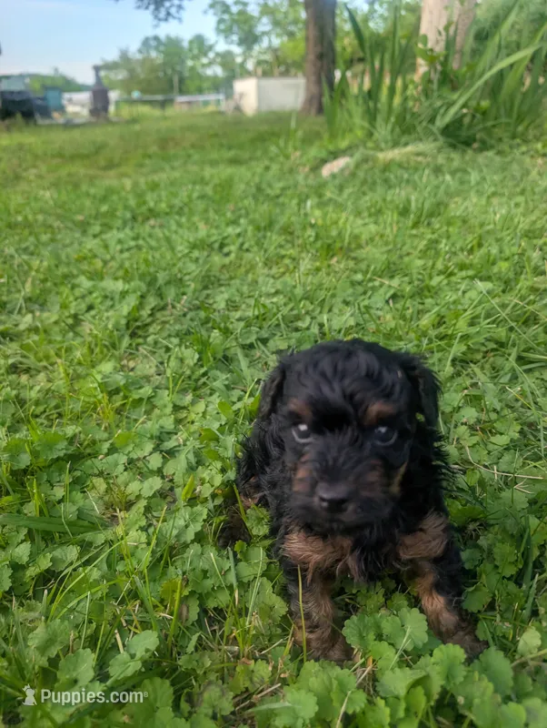 Dominic  – Yorkshire Terrier puppy for sale in Lutts, TN