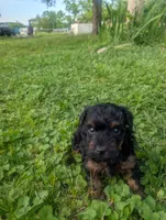 Dominic , a male Yorkshire Terrier for sale in Lutts, TN – 1 of 5