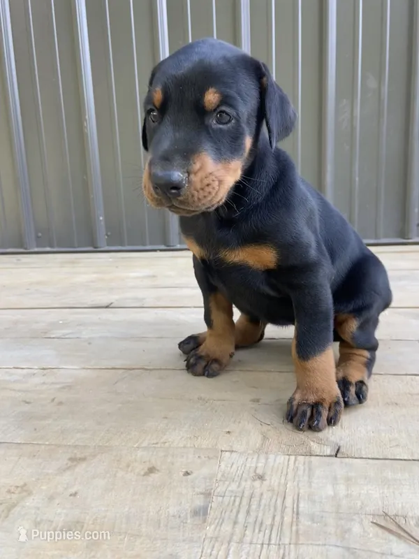 AKC full European  female – Doberman Pinscher puppy for sale in Lutts, TN