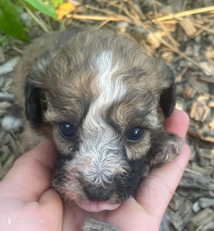 Summer  – Poodle - Toy  puppy for sale in Lutts, TN