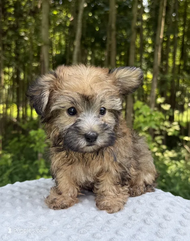 Casper  – Yorkipoo puppy for sale in Lutts, TN