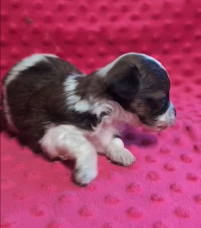 Bentley , a male Yorkipoo for sale in Lutts, TN – 8 of 8