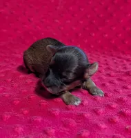 Winnie , a female Yorkipoo for sale in Lutts, TN – 3 of 5