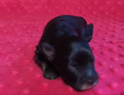 Maisie , a female Yorkipoo for sale in Lutts, TN – 2 of 2